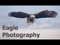 Bird Photography - Photographing White Tailed Eagles from a Hide