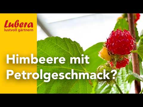 Diese Himbeere schmeckt nicht, oder doch? Markus Kobelts Pflanzenverriss der Säulenhimbeere 'Harasp'