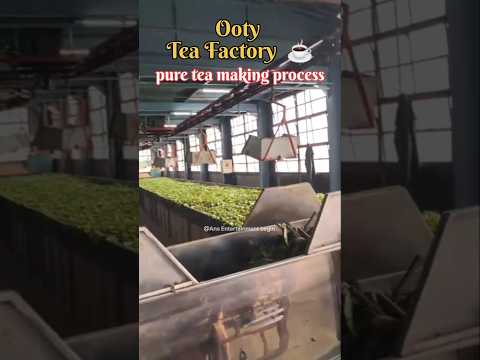#Eps-4 🌿Ooty Tea Factory 🏭 @ANSEntertainmentbegin @Make_overbyalfia #ooty #tea #teafactory #shorts