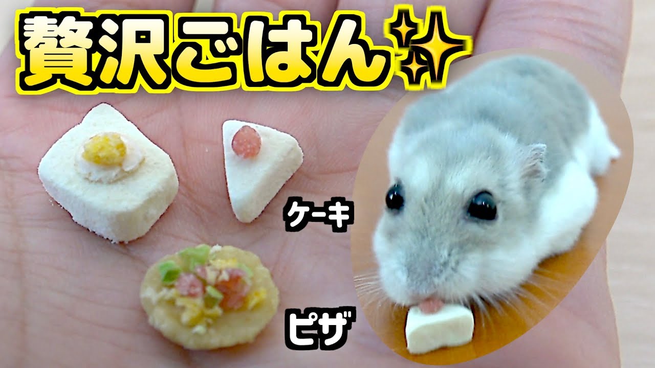 ハムスター 豪華 ごはん ハムスター の おやつ で 食べれる ごはん 作ってみた Youtube