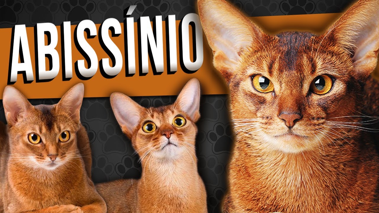 GATO ABISSÍNIO - Tudo sobre a raça