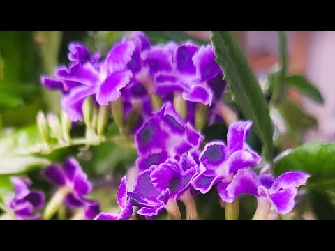 발렌타인 꽃 이쁘게  오래 보려면 꼭 이렇게 ~~~~~~~