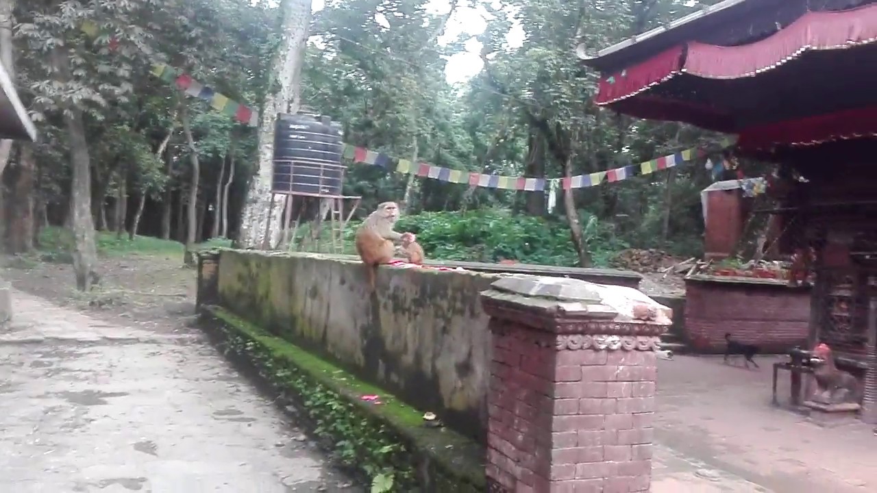 Visit To Bajrabarahi Temple & Reserved Forest Greenery Scene Nepal