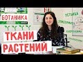 Ткани растений. Ботаника | Биология