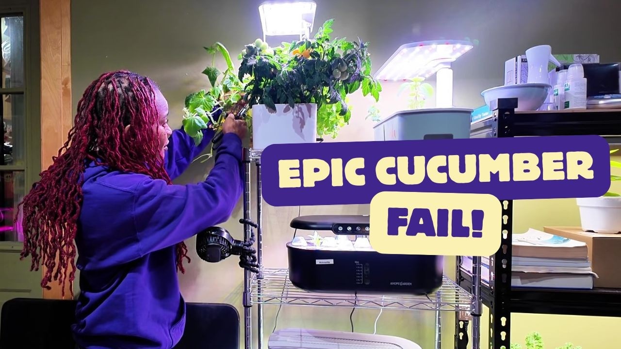 Мой огурец был обречен еще до того, как начался.