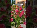 Migdałek trójklapowy czy Krzewuszka cudowna? #ogród #garden #flowers #krzewuszka