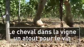 Le cheval dans la vigne, un atout pour le vin !