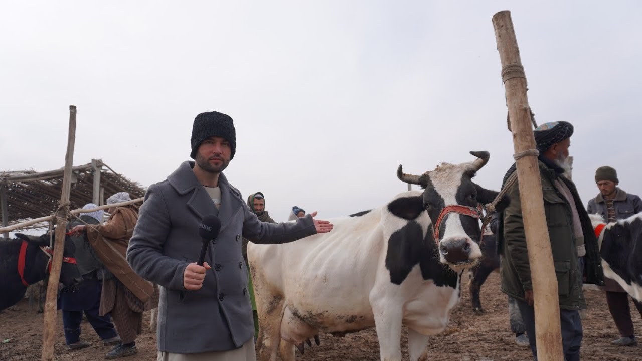 گزارش حیات الله :از گاو های زراعتی تاجکی به قیمت بسیار مناسب گوساله گوسفند بز چینائی