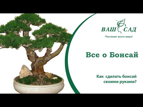 Бонсай – выращиваем экзотику дома! Советы и рекомендации по уходу за Bonsai - Ваш сад