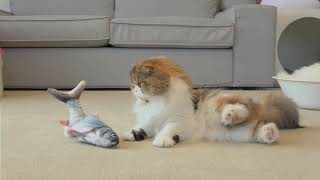Herbe à Chat Poisson Gigoteur | Mon Jeu pour Chat screenshot 3