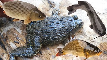 Bắt cá trê, bắt ếch, bắt lươn, cá chép, cá rô đồng, cá dọn bể, các loại cá sông, Bắt cá nước ngọt