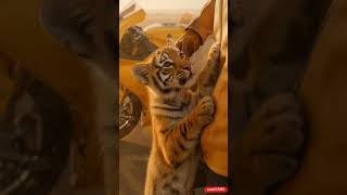 A kind Man Save adult tiger in wire trap #shorts  #tiger #wildlife