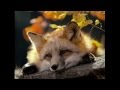 この世の全てを・・・・ オリジナル 演奏 歌 雲隠れ才蔵