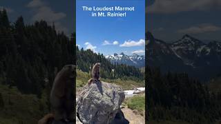 Hiking the Skyline Trail in Mt. Rainier, when suddenly..​#Marmot #mt.Rainer #Paradise Skyline Trail