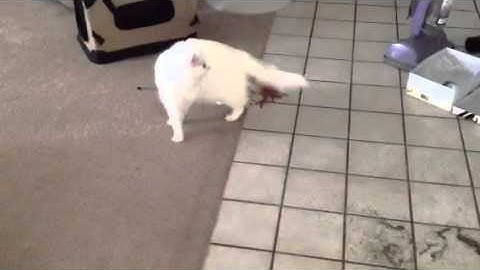 Cam shy catnip junkie cat