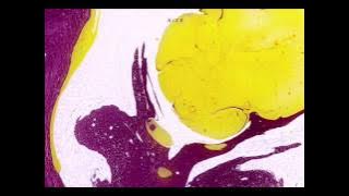 Zoo Brazil & Per QX - Save Us (Original Mix)