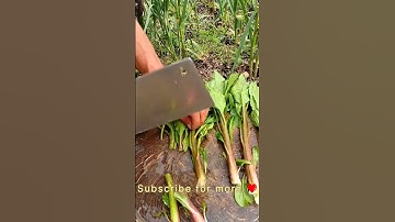 RT 5100196 mini rotary tillage and ridging all-in one tree 🌴