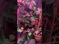 Мои растения 🌱 #plants #garden #растения #цветы #природа