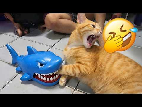Try not to laugh 😂 Ultimate Funny Cats and Dogs 2026 🐱🐶
