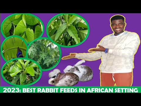2023: BEST RABBIT FEEDS IN AFRICAN SETTING - YouTube