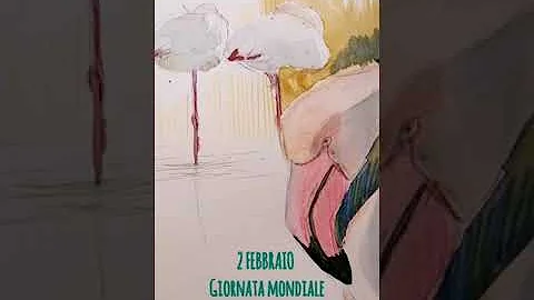 Dove si possono vedere i fenicotteri rosa?