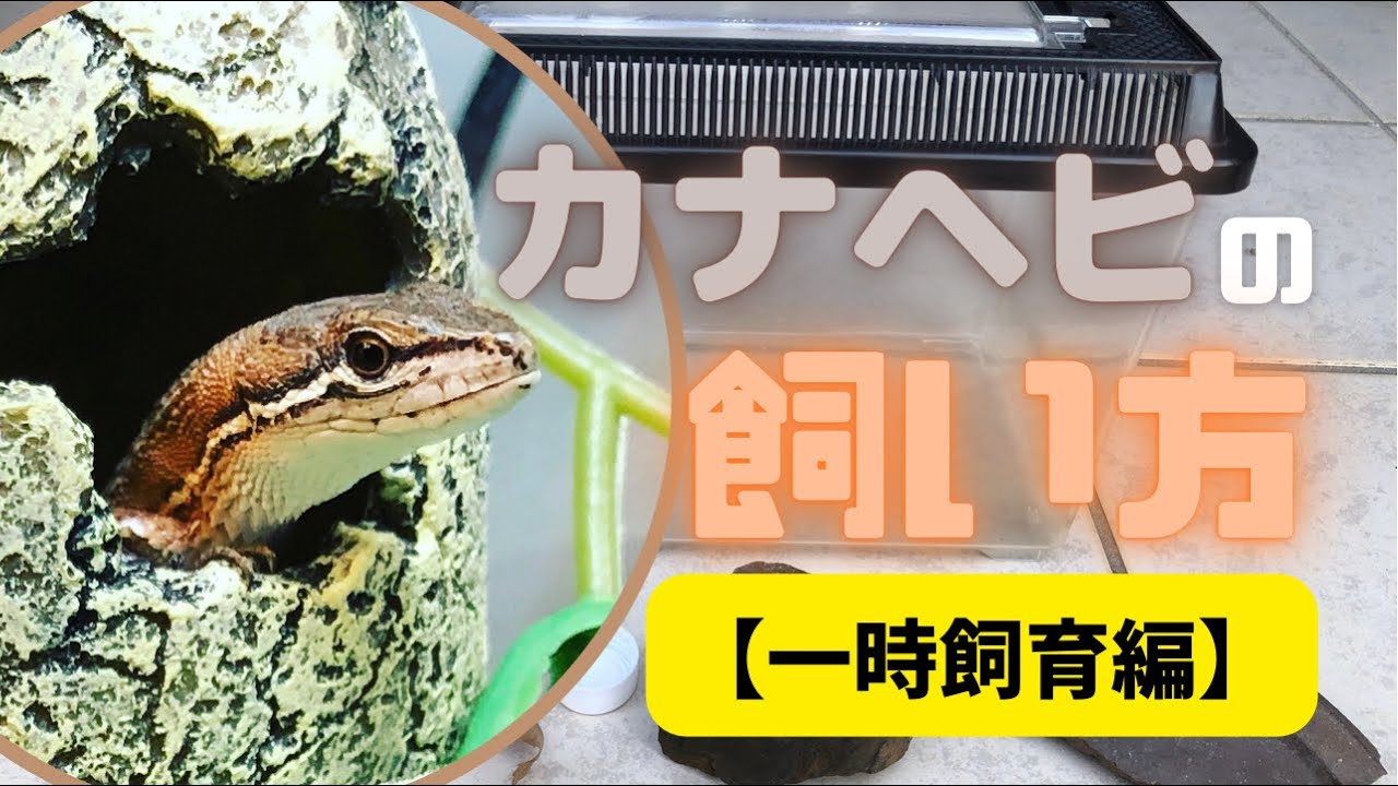 カナヘビ の 飼い 方