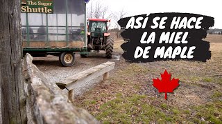 Así se hace la miel de maple