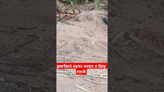 Scientific/Observational: "Micro-Sync: Order in the Smallest Elements"#nature