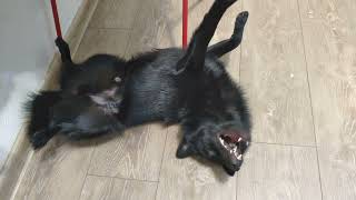 Schipperke Vince Yawns Very Cute by Vince Schipperke 1,872 views 1 year ago 1 minute, 16 seconds