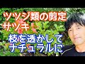 【サツキ.ツツジ類剪定】自然風にナチュラルに仕上げる方法