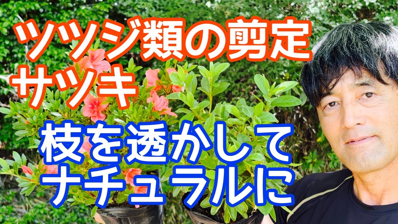 【サツキ.ツツジ類剪定】自然風にナチュラルに仕上げる方法
