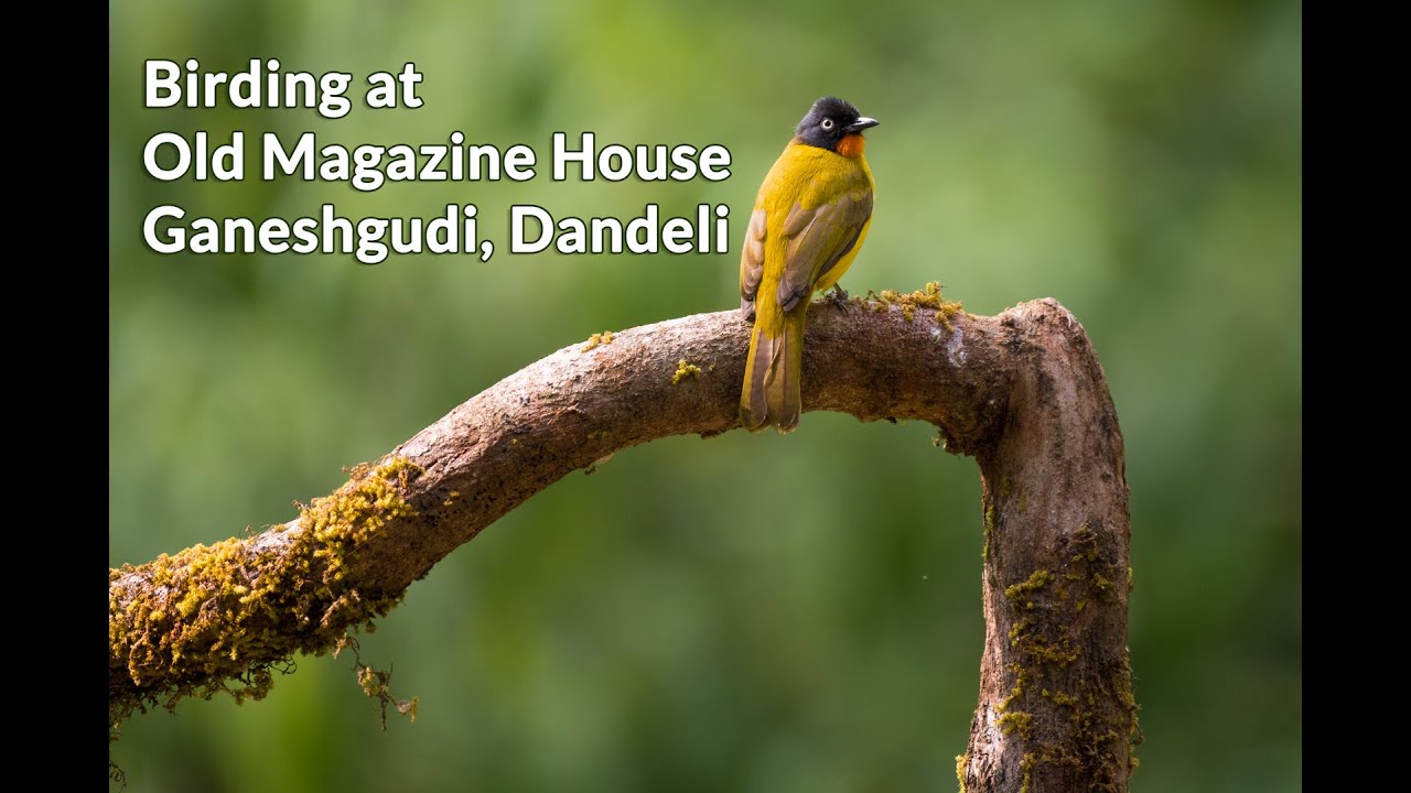 Birding at Old Magazine House, Ganeshgudi, Dandeli | Bird photography with Nikon Z6ii & D500