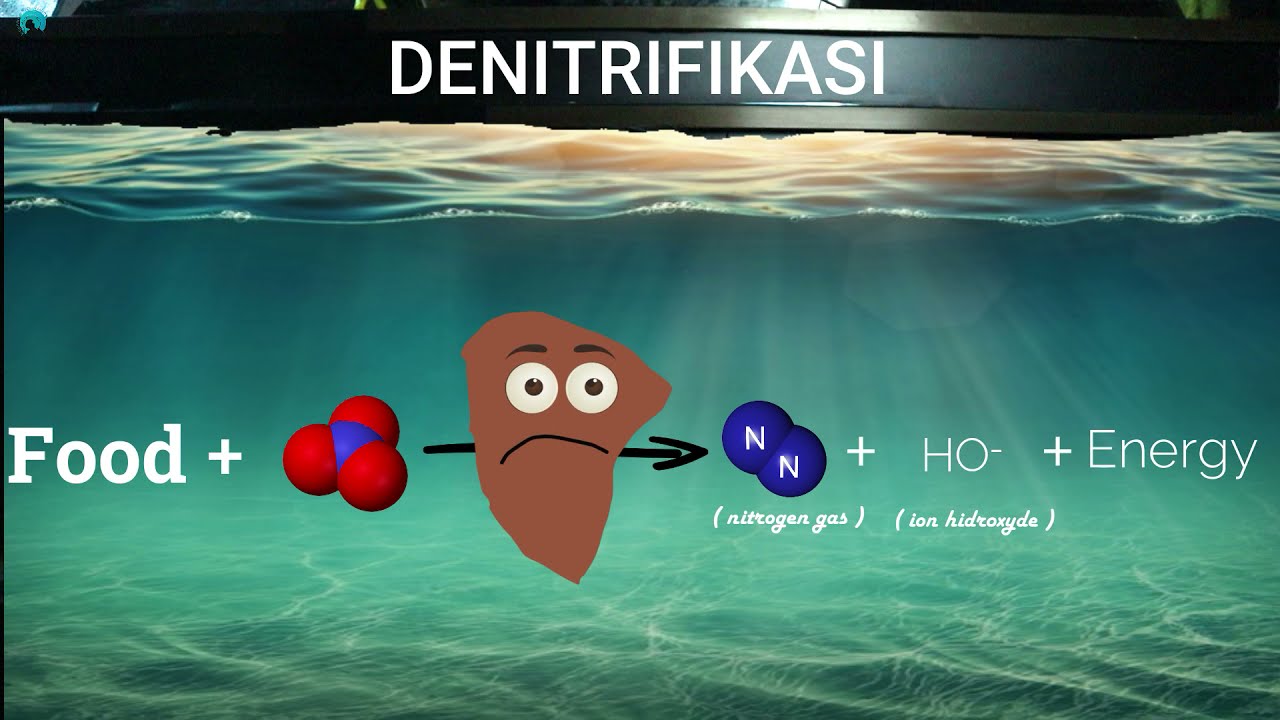 DENITRIFIKASI : reduksi nitrat menjadi gas nitrogen pada RAS dan BIOFLOK