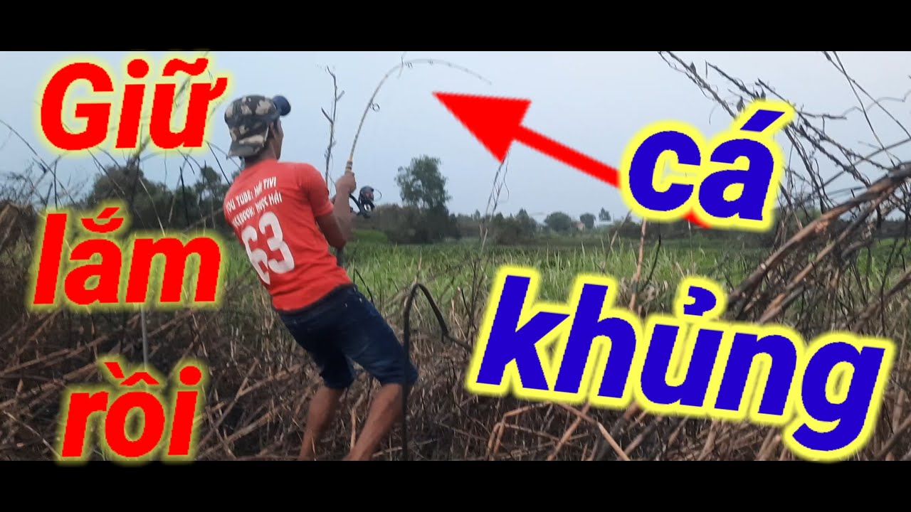 CÂU CÁ TRA HẦM ĐẤT TÂN THANH LONG AN _ CHẠM TRÁNG CÁ KHỦNG