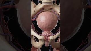Prostate & Urinary System.