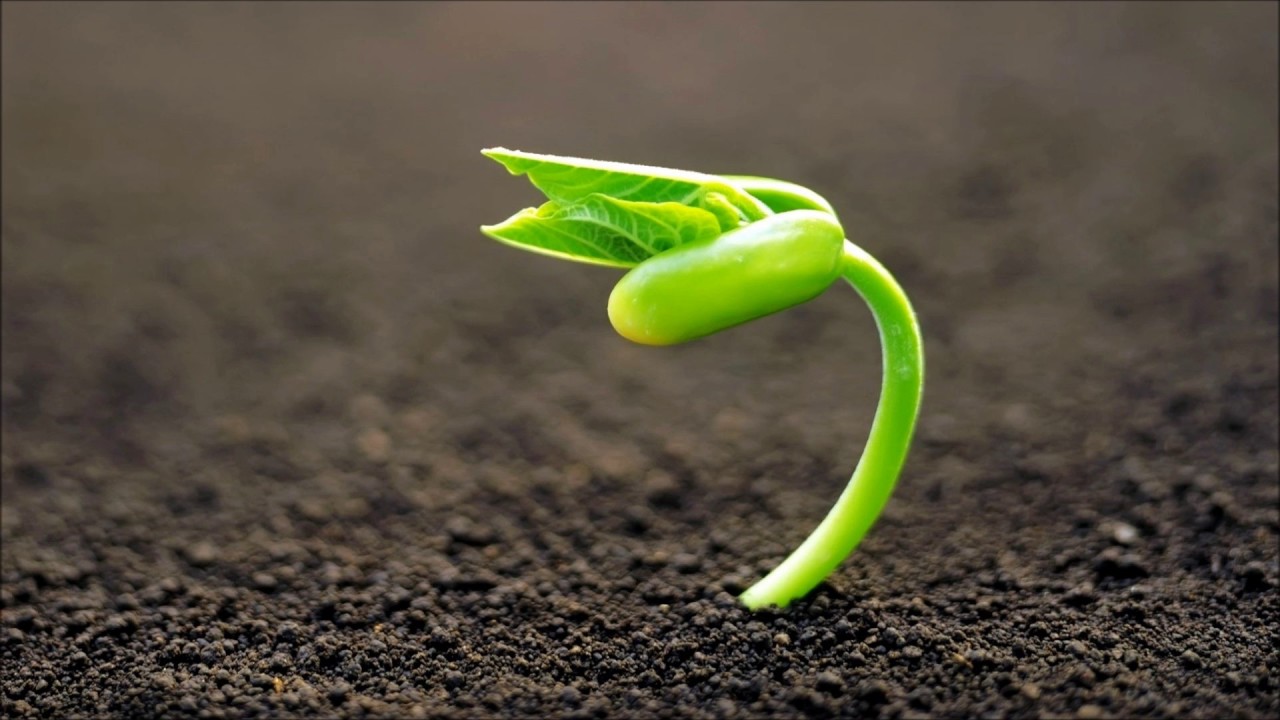 Snatam Kaur - Suni-ai