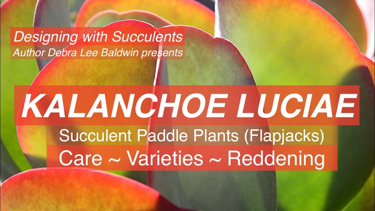 Grow Succulent Flapjacks (Paddle Plants)