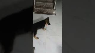 gadi start kro jldi #mrmax #funny #lovemaxlife #dogshortscute #germanshepheard #comedy #dogfun