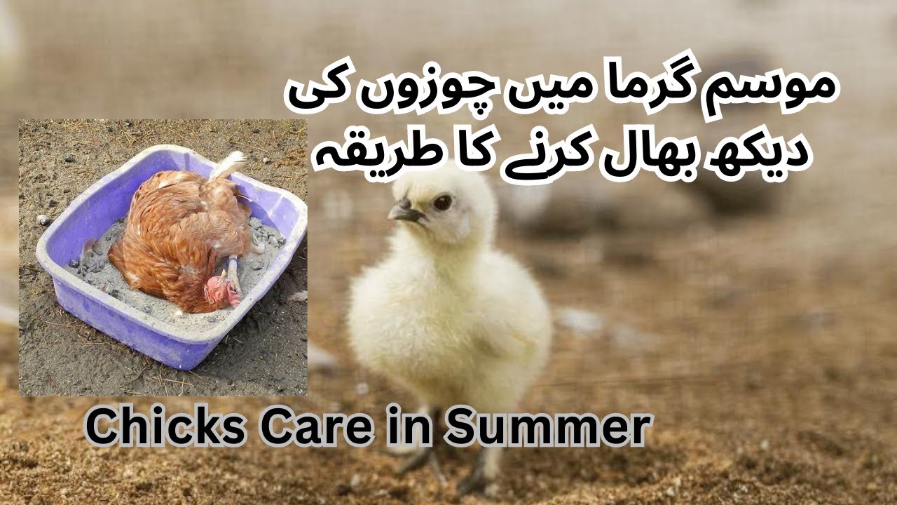 How to care chicks in Summer | Chicks care in Summer