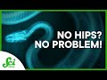 No Hips, No Problem: Better Hip Replacements From Snakes