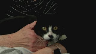 Second Chance Pets: Franklin
