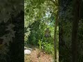 🕊️ 🪶 🕊️