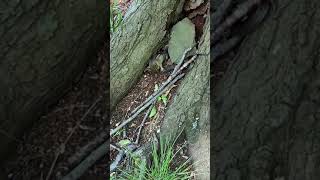 Snake vs Chipmunk