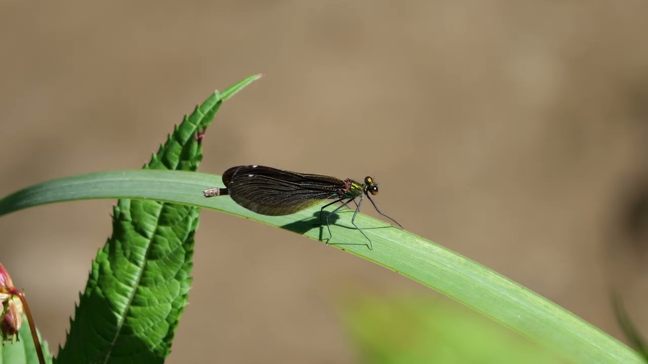 Anatre e Aironi - Biotopo Taio di Nomi e Lago di Terlago - agosto 2023