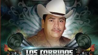 El tigrillo palma el compa jr