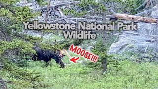 Yellowstone National Park Wildlife + Beartooth Highway Scenic Views