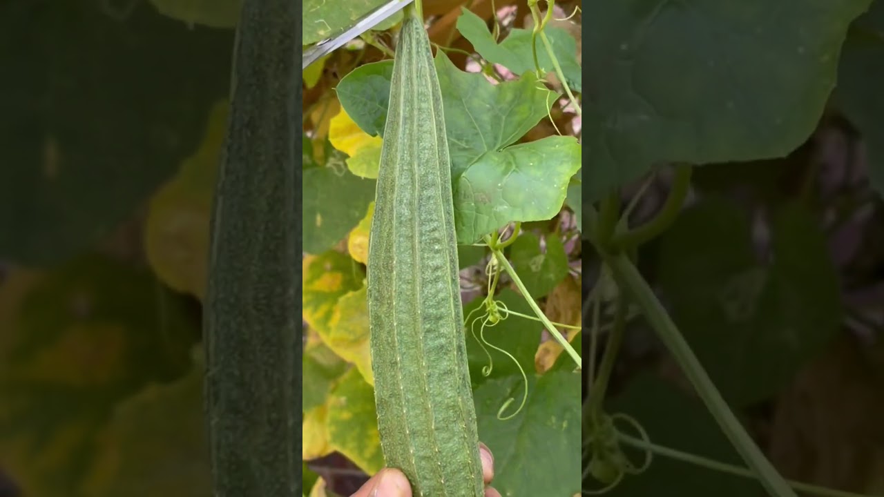 Harvesting Fresh Indian Vegetables in the USA
