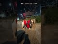 マイペースなフレブル 突然スイッチが入って大変です。飼い主が好きすぎるフレンチブルドッグ『ぶーちゃん日記』 #フレブル飼い方 #フレンチブルドッグ #散歩