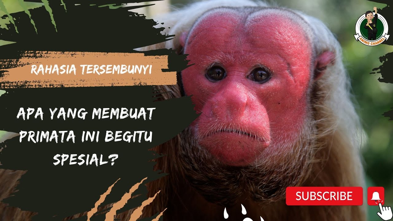 Rahasia Tersembunyi di Balik Wajah Merah Cerah dari Uakari yang