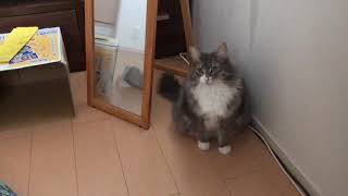 ご飯に誘導する猫 ノルウェージャンフォレストキャットInduce until breakfast.Norwegian Forest Cat.
